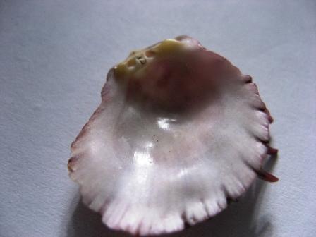 Spondylus che specie?